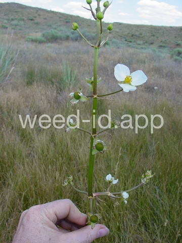 arrowhead, wedgeleaf